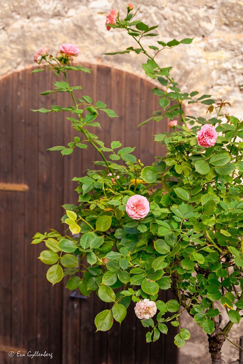 träport med rosa rosor