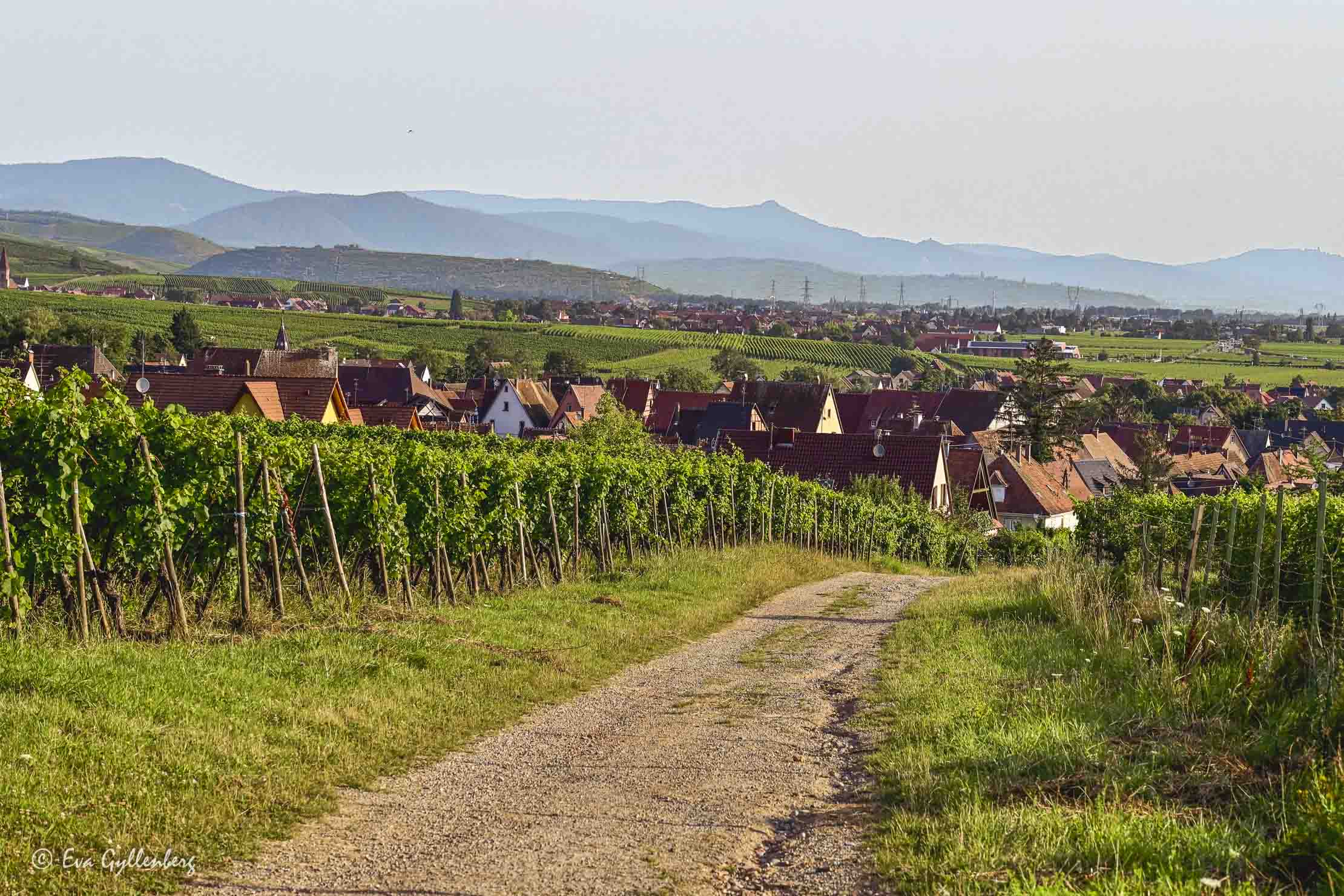 en väg genom vingårdarna i Alsace