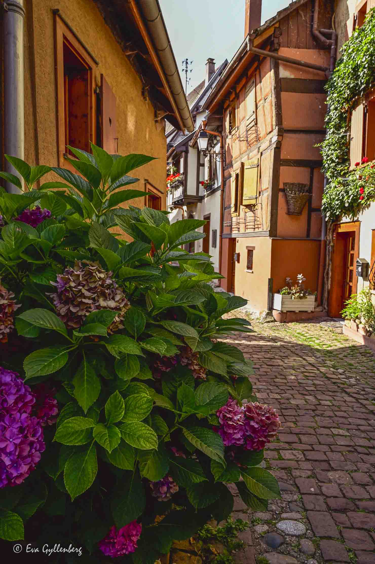 en gränd med hortensia