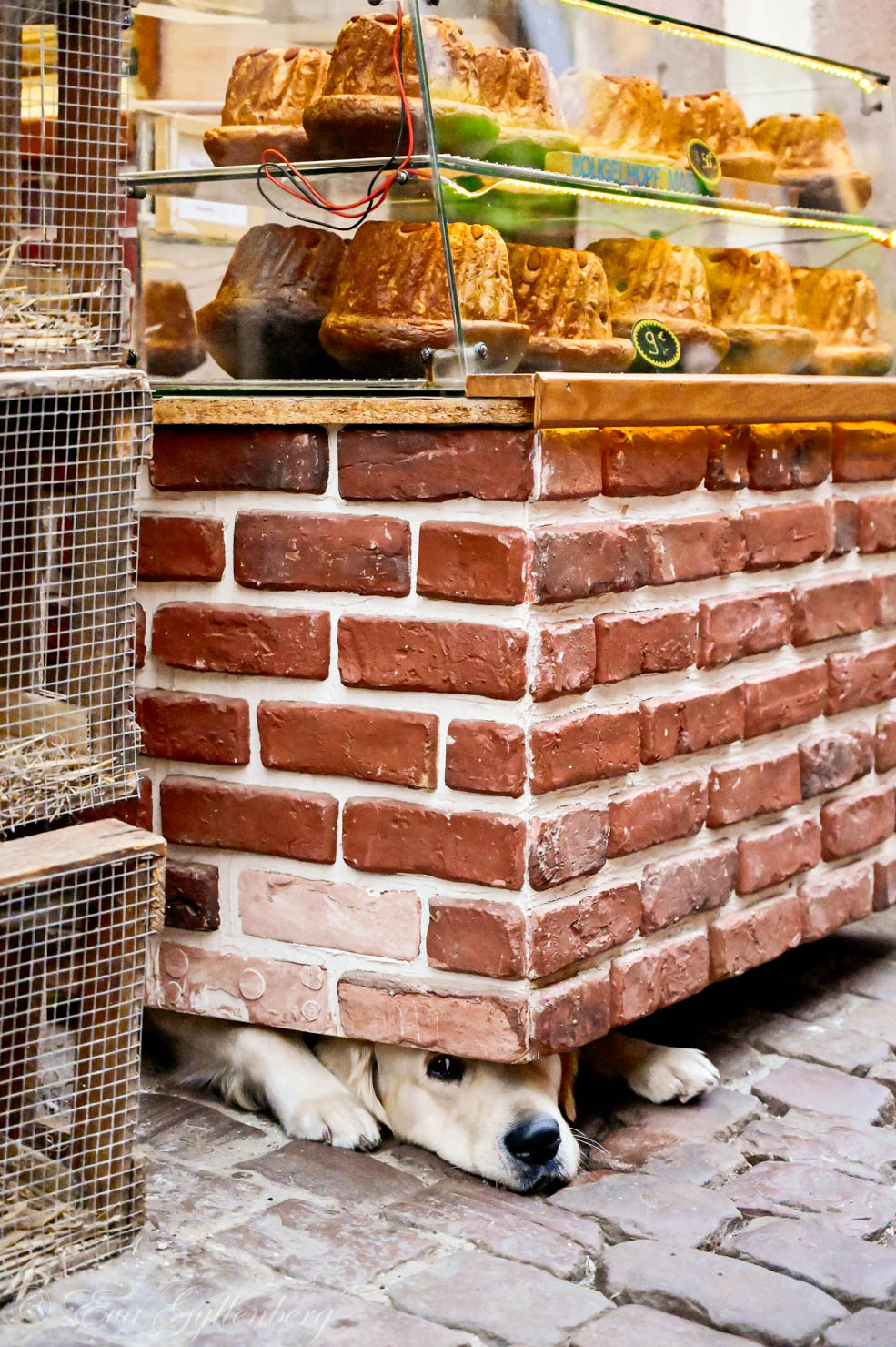 Hund gömmer sig under skyltfönster med bakverk